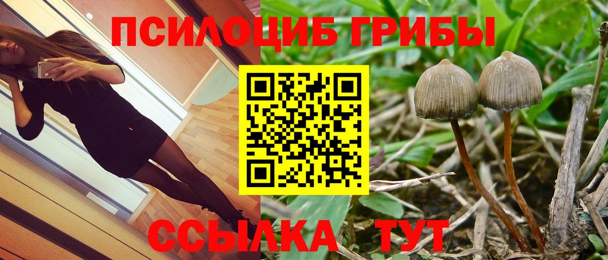 Железноводск  Галлюциногенные грибы Psilocybine cubensis  Вход с VPN 